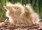 three chicks