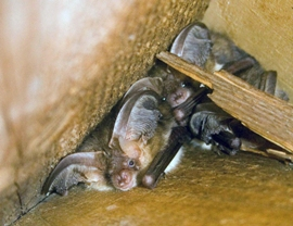 Brown long-eared bats by John Haddow/Bat Conservation Trust