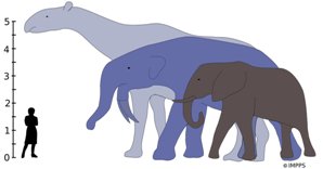 The largest land mammals that ever lived, Indricotherium and Deinotherium, would have towered over the living African elephant