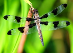 The catalogue holds 5,747 species of dragonflies and damselflies. Photo by Dave Dyet