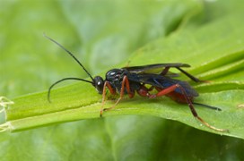 There are an astonishing 42,383 known species of Ichneumonoidea wasps
