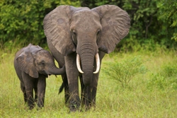 Elephants evolve on average 4.6-fold faster than the mammalian norm