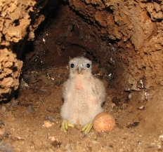 Mauritius kestrel chick, photo by Samantha Cartwright