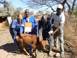 Dr Pamela Woods with calf and colleagues