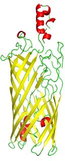 Model of major outer membrane protein