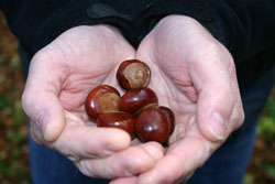 conkers