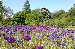 Alliums blooming in the Harris Garden