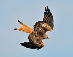 red kite (copyright Mark Fellowes)