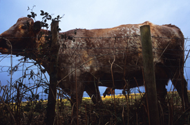 Justin Partyka - cow in a Berkshire field