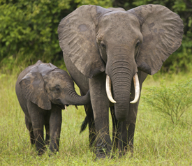 The risk to elephants has been highlighted thanks to work by University of Reading statisticians