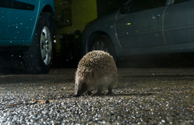 Hedgehog photo courtesy of Laurent Geslin