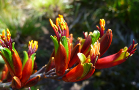 The medicinal New Zealand flax (Phormium sp.).