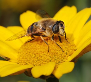 A bee in the University's Harris Garden - photo by Dr Mark Fellowes