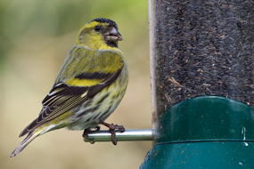 bird feeding