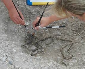 remains of Iron Age dog