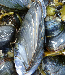 mussels