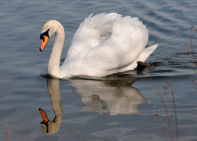 Mute swan on Whiteknights campus - photo courtesy of Rebecca Thomas
