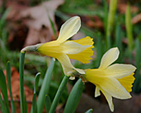 Cold weather has delayed spring blooms