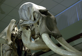 skeleton of a male Indian Elephant in Cole Museum