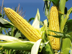 France is one of the world's biggest growers of maize (sweetcorn)