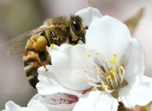 A honeybee visit tree blossom. By Jacob Bishop