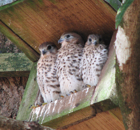 Mauritius Kestrels (Sam Cartwright)