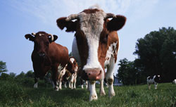 More UK-grown protein for animal feed would push up meat prices