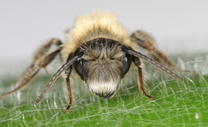 Andrena nitida could be a super-sub pollinator