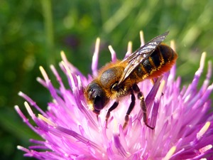 Bees need rich habitats - picture by Louise Truslove