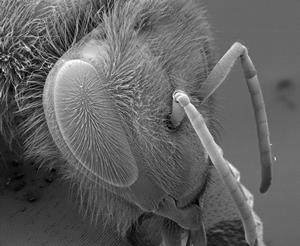 A scanning electron microscope image of a bee - by Robbie Girling