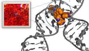 Image of DNA crystal structure