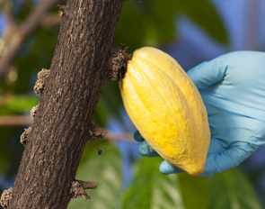 cocoa pod