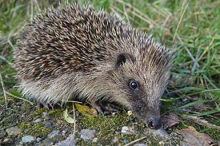 Hedgehog numbers have been declining - photo by Nadine Mitschunas