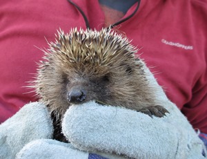 Phil Baker with a hedgehog