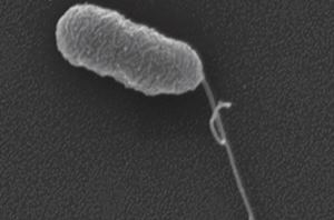 The mutant bacteria regains its tail-like flagellum