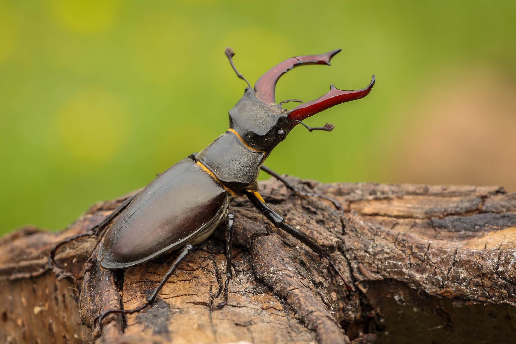 Stag beetle