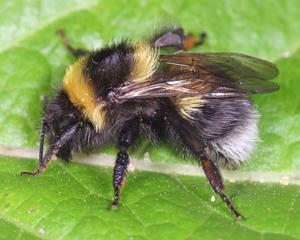 Identifying bees through their DNA - picture by Ian Tew