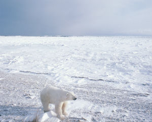 The Arctic could be ice-free within decades, warns Dr Ed Hawkins