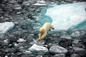 To thrive in the Arctic, people - like polar bears - must adapt swiftly (Photo credit: Dirk Notz, Max-Planck Institute for Meteorology)