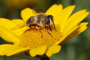 We rely on bees and other pollinators for things like chocolate and coffee