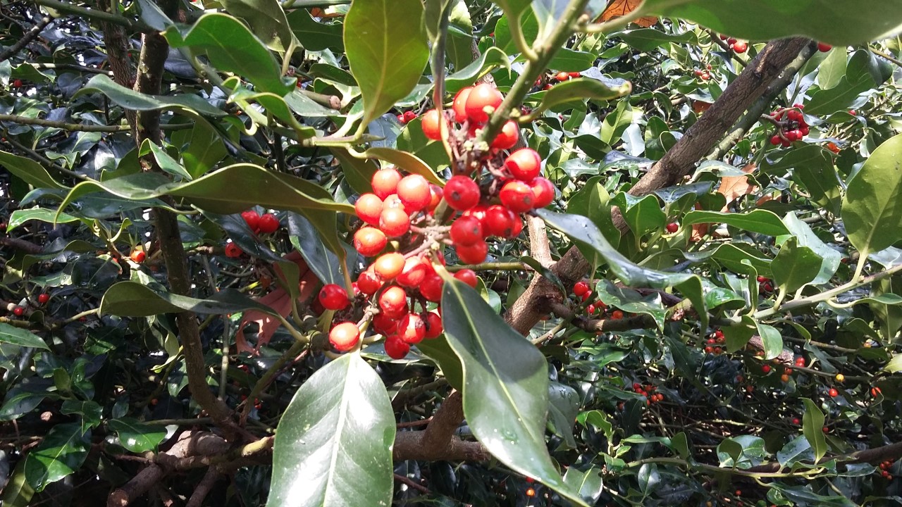 Holly and mistletoe are completely reliant on pollinators