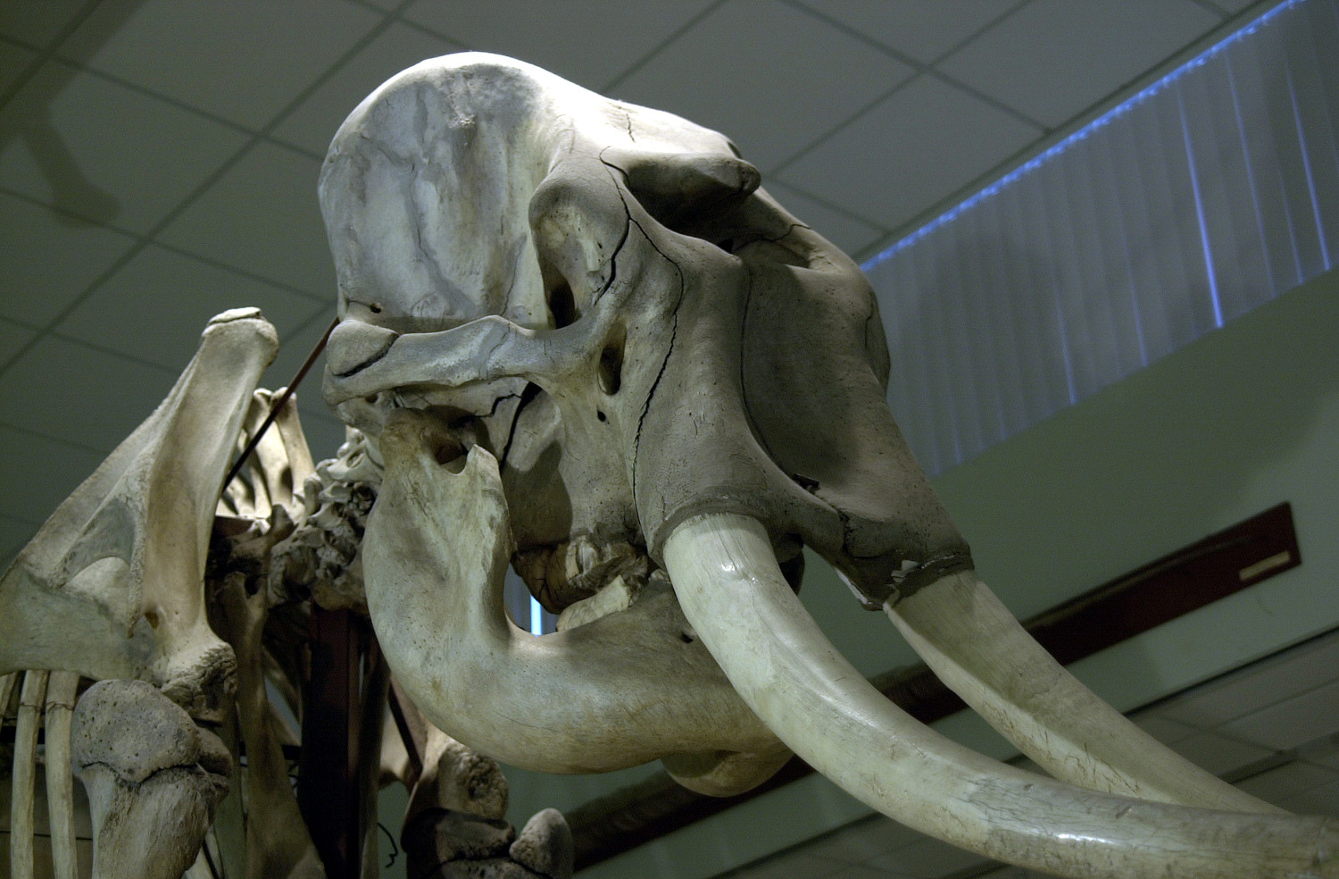 Elephant skeleton at the Cole Museum