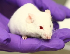 A laboratory mouse - picture by Understanding Animal Research
