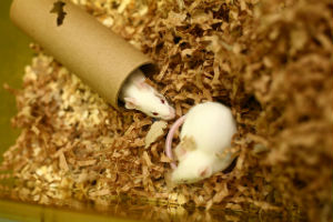 Mice and rats were used in the majority of research involving animals