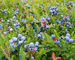 Wild blueberries growing in North America