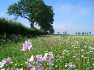 Planting wild flowers in field edges could boost bird numbers. Credit Dr Duncan Westbury, University of Worcester