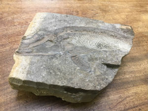 The fossilised baby Protoichthyosaurus in the Cole Museum of Zoology