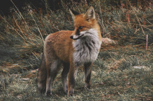 Data suggests there could be more foxes in some urban areas than in the countryside