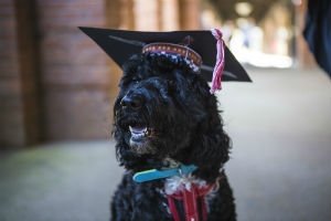 Boris the dog was an invited guest at the University of Reading's Art ceremony