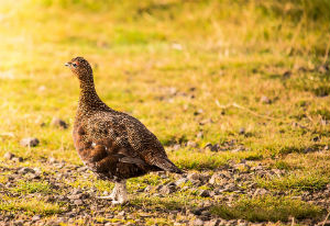 Northern animal species like the Red Grouse could be displaced by climate change